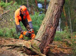 Best Fruit Tree Pruning  in Canadian, TX