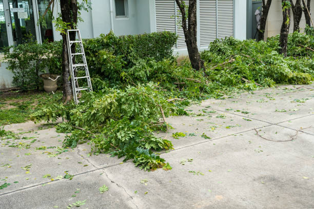 How Our Tree Care Process Works  in Canadian, TX